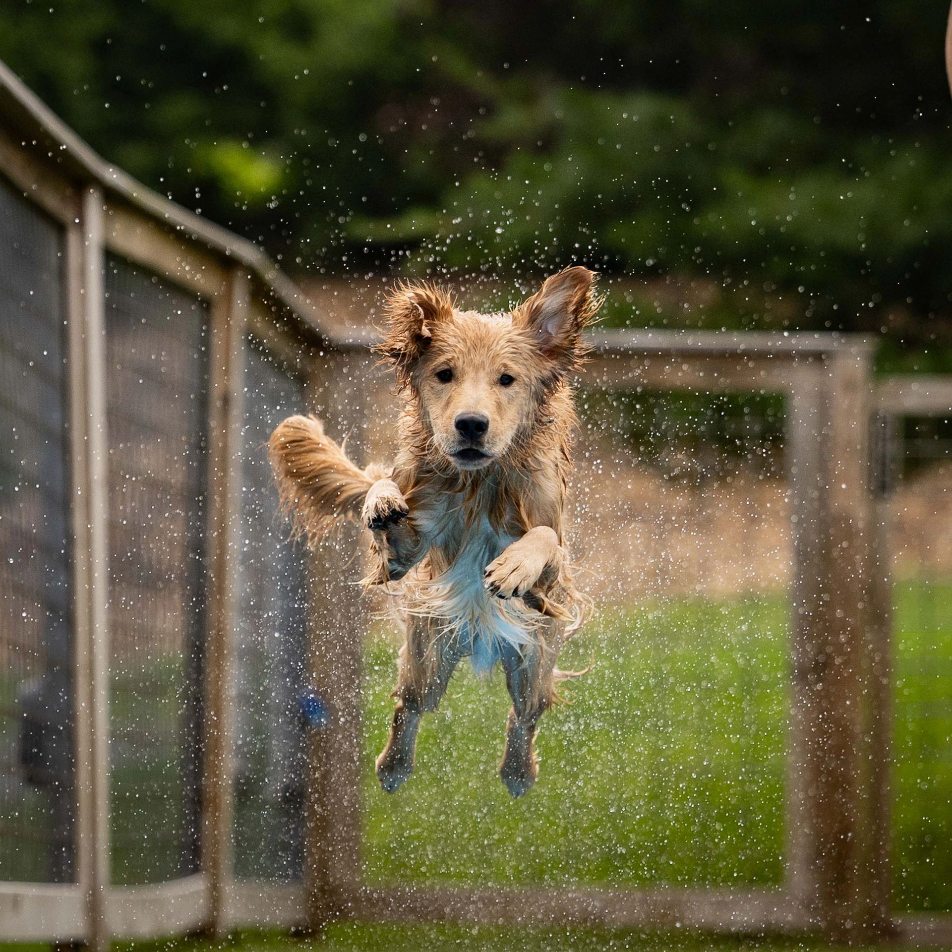 Dog leaping off dock into water at dock diving event